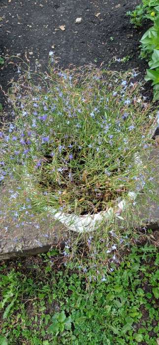 Фотография покупателя товара Семена цветов Лобелия Каскадная смесь, однолетник, 0,1 гр - Фото 1