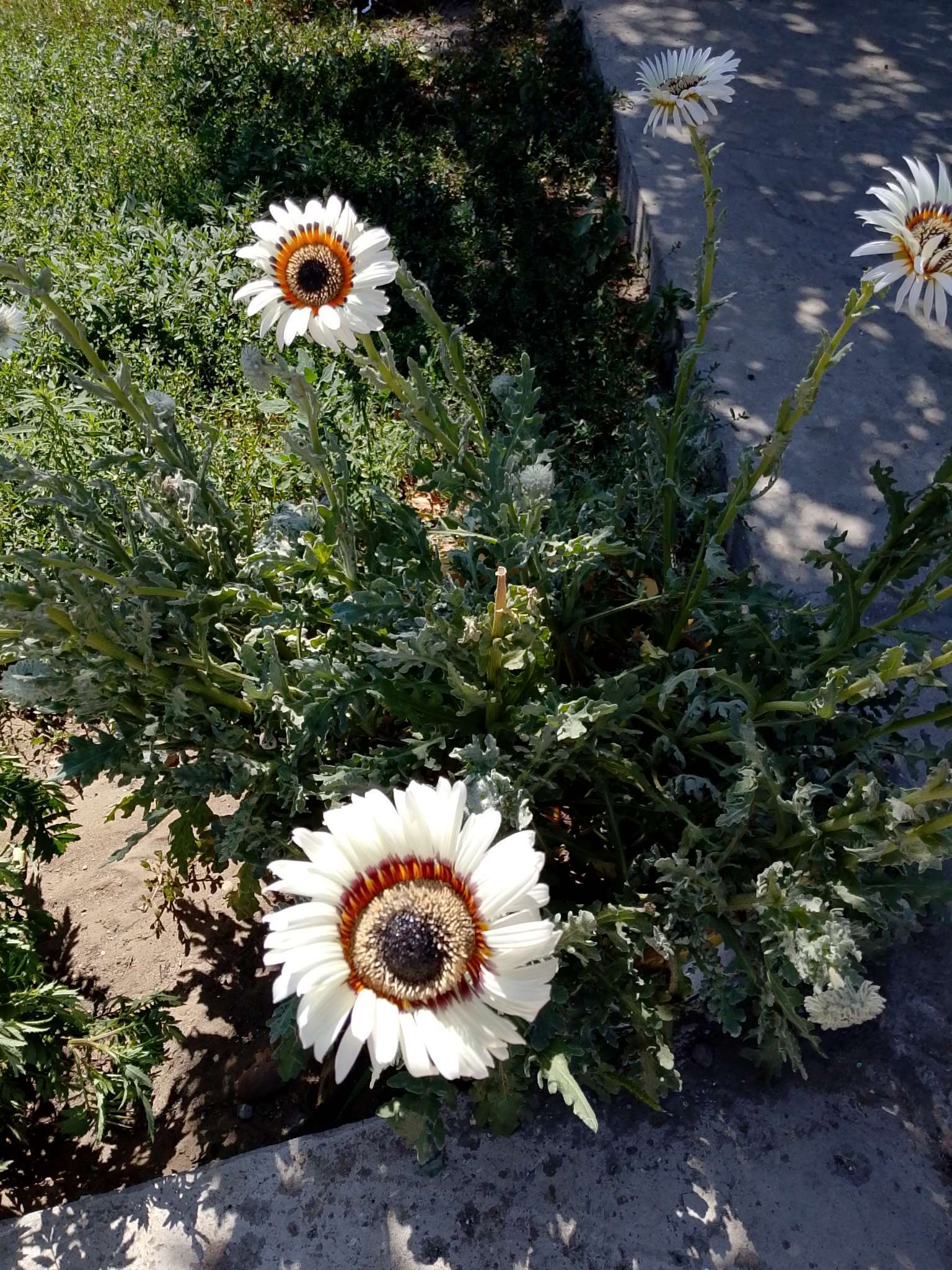 Фотография покупателя товара Семена Цветов Венидиум "Игра света", смесь сортов, ц/п, 0,1 г - Фото 4