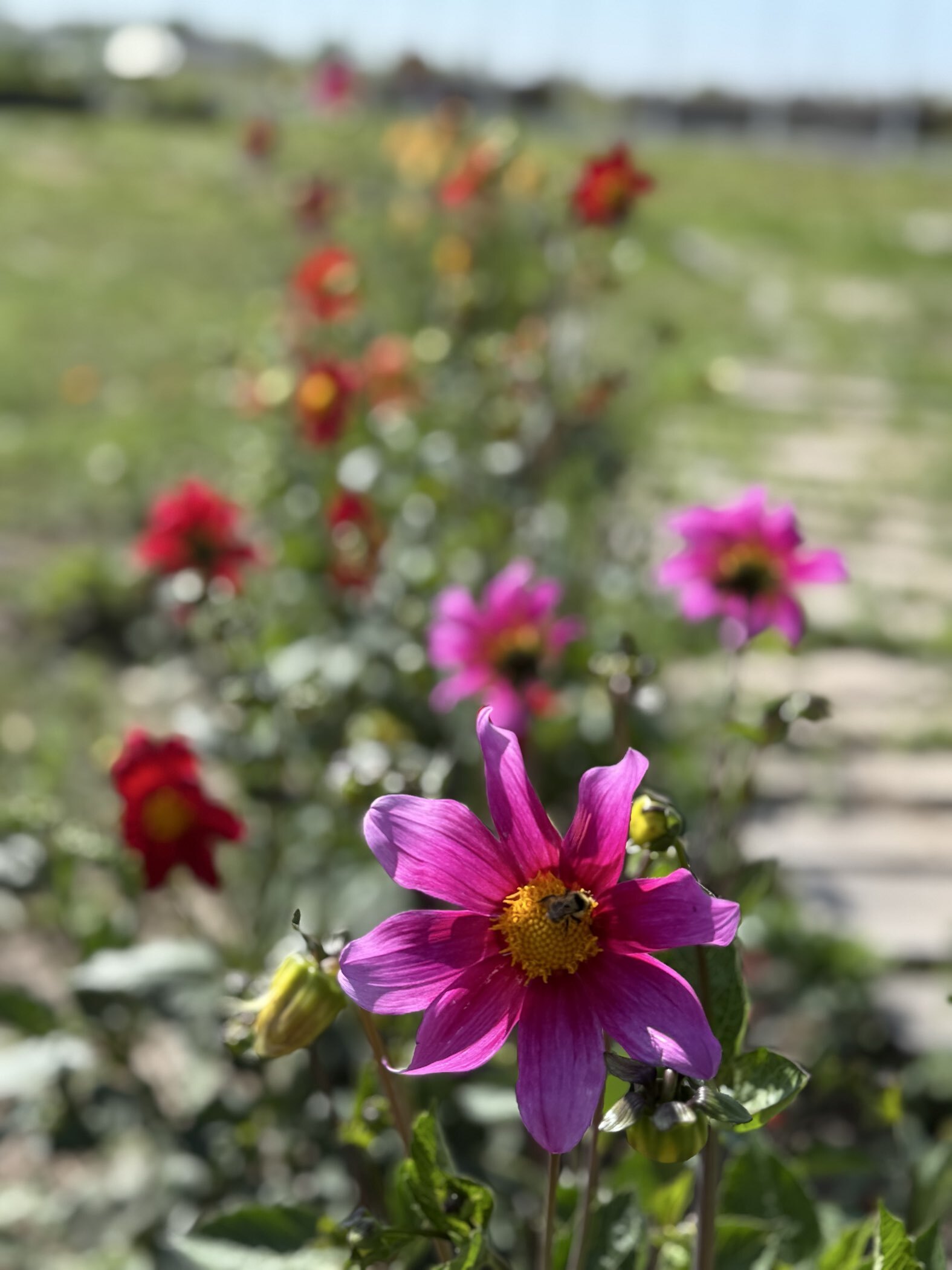 Фотография покупателя товара Семена цветов Георгина "Яркие помпоны", ц/п,   0,2 г - Фото 2