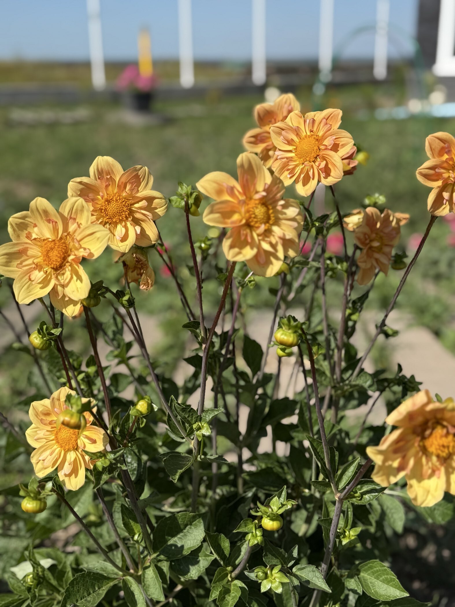 Фотография покупателя товара Семена цветов Георгина "Яркие помпоны", ц/п,   0,2 г - Фото 3