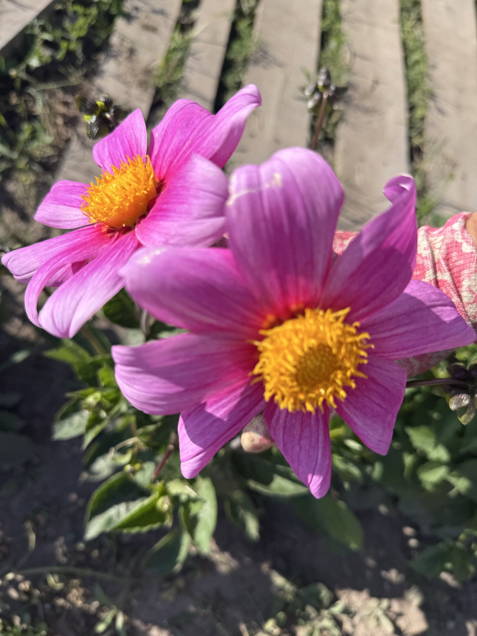 Фотография покупателя товара Семена цветов Георгина "Яркие помпоны", ц/п,   0,2 г - Фото 4