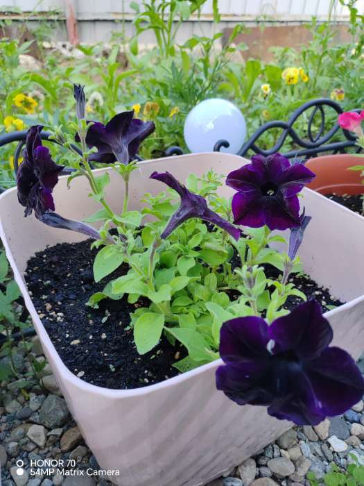 Фотография покупателя товара Семена цветов Петуния "Черная вишня" F1 многоцветковая, О, гранулы, пробирка, ц/п,4 шт. - Фото 1