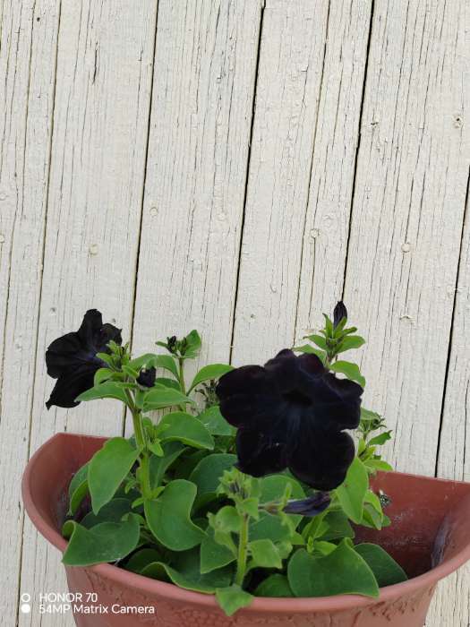 Фотография покупателя товара Семена цветов Петуния "Черная вишня" F1 многоцветковая, О, гранулы, пробирка, ц/п,4 шт. - Фото 2