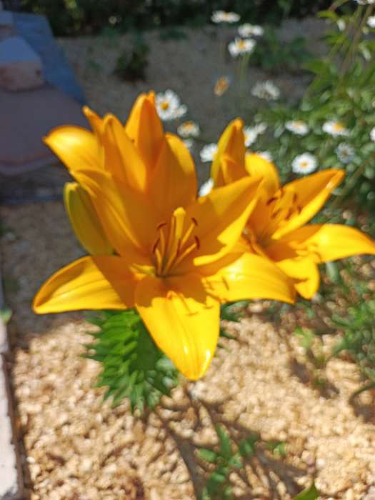 Фотография покупателя товара Лилия Трубчатая «Регале»,луковица в пакете с перфорацией, р-р 12/14, 3 шт. - Фото 739