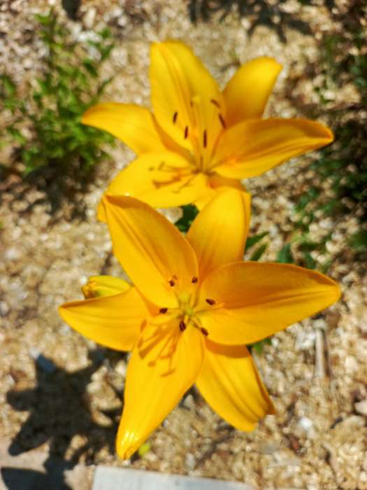 Фотография покупателя товара Лилия Трубчатая «Регале»,луковица в пакете с перфорацией, р-р 12/14, 3 шт. - Фото 742