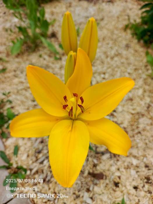 Фотография покупателя товара Лилия Трубчатая «Регале»,луковица в пакете с перфорацией, р-р 12/14, 3 шт. - Фото 740