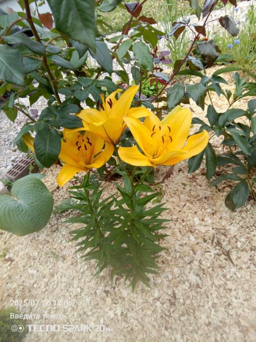 Фотография покупателя товара Лилия Трубчатая «Регале»,луковица в пакете с перфорацией, р-р 12/14, 3 шт. - Фото 741