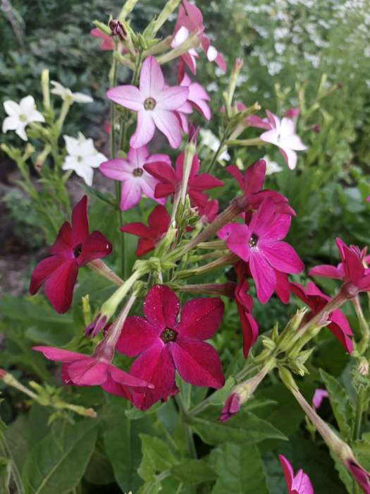 Фотография покупателя товара Семена цветов Табак "Тинкербелл", душистый, Сем. Алт, ц/п, 0,1 г - Фото 1