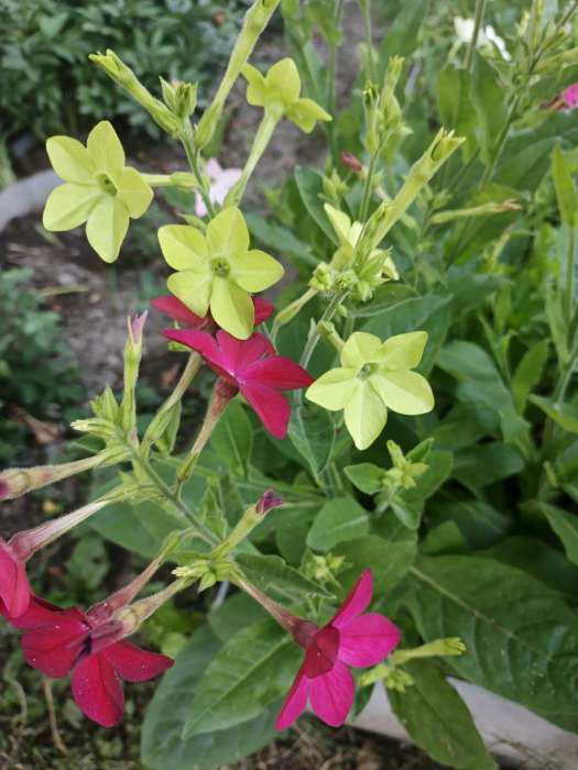 Фотография покупателя товара Семена цветов Табак "Тинкербелл", душистый, Сем. Алт, ц/п, 0,1 г - Фото 2