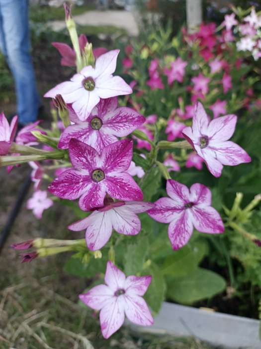 Фотография покупателя товара Семена цветов Табак "Тинкербелл", душистый, Сем. Алт, ц/п, 0,1 г - Фото 3