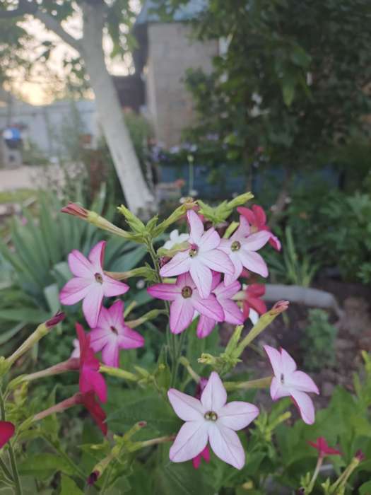 Фотография покупателя товара Семена цветов Табак "Тинкербелл", душистый, Сем. Алт, ц/п, 0,1 г - Фото 4