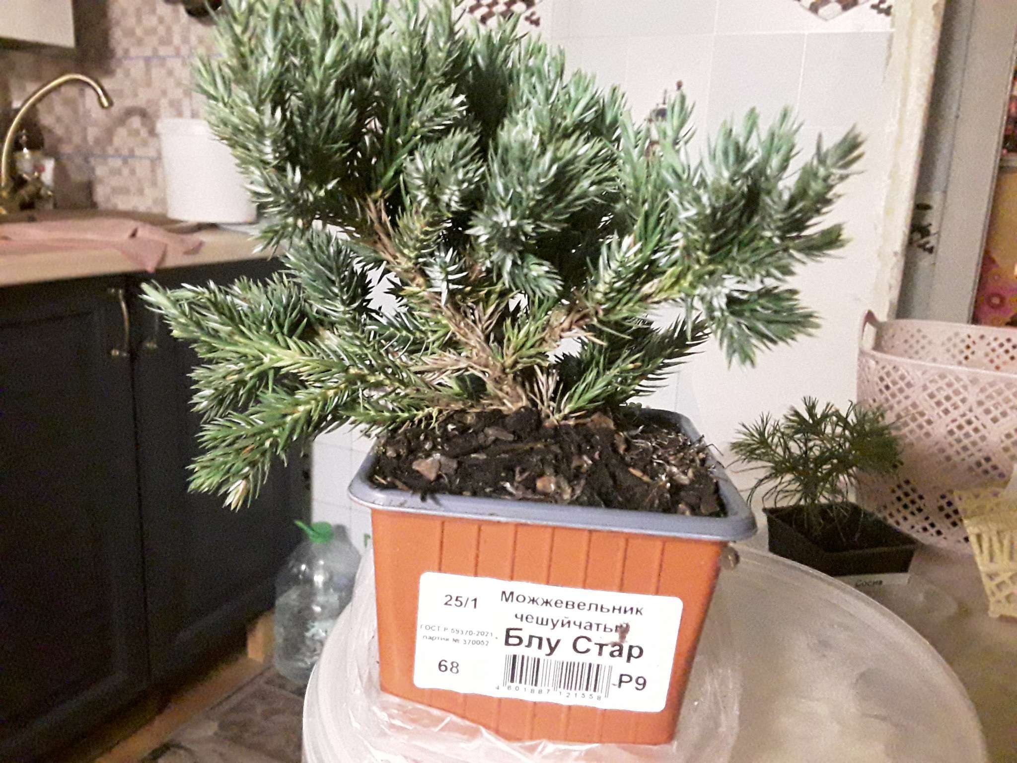 Фотография покупателя товара Саженец Можжевельник чешуйчатый «Блу Стар», Р9, 1 шт., «ПОИСК» - Фото 1