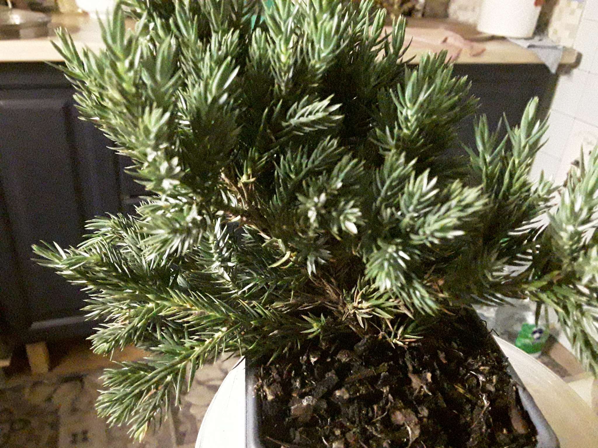 Фотография покупателя товара Саженец Можжевельник чешуйчатый «Блу Стар», Р9, 1 шт., «ПОИСК» - Фото 2