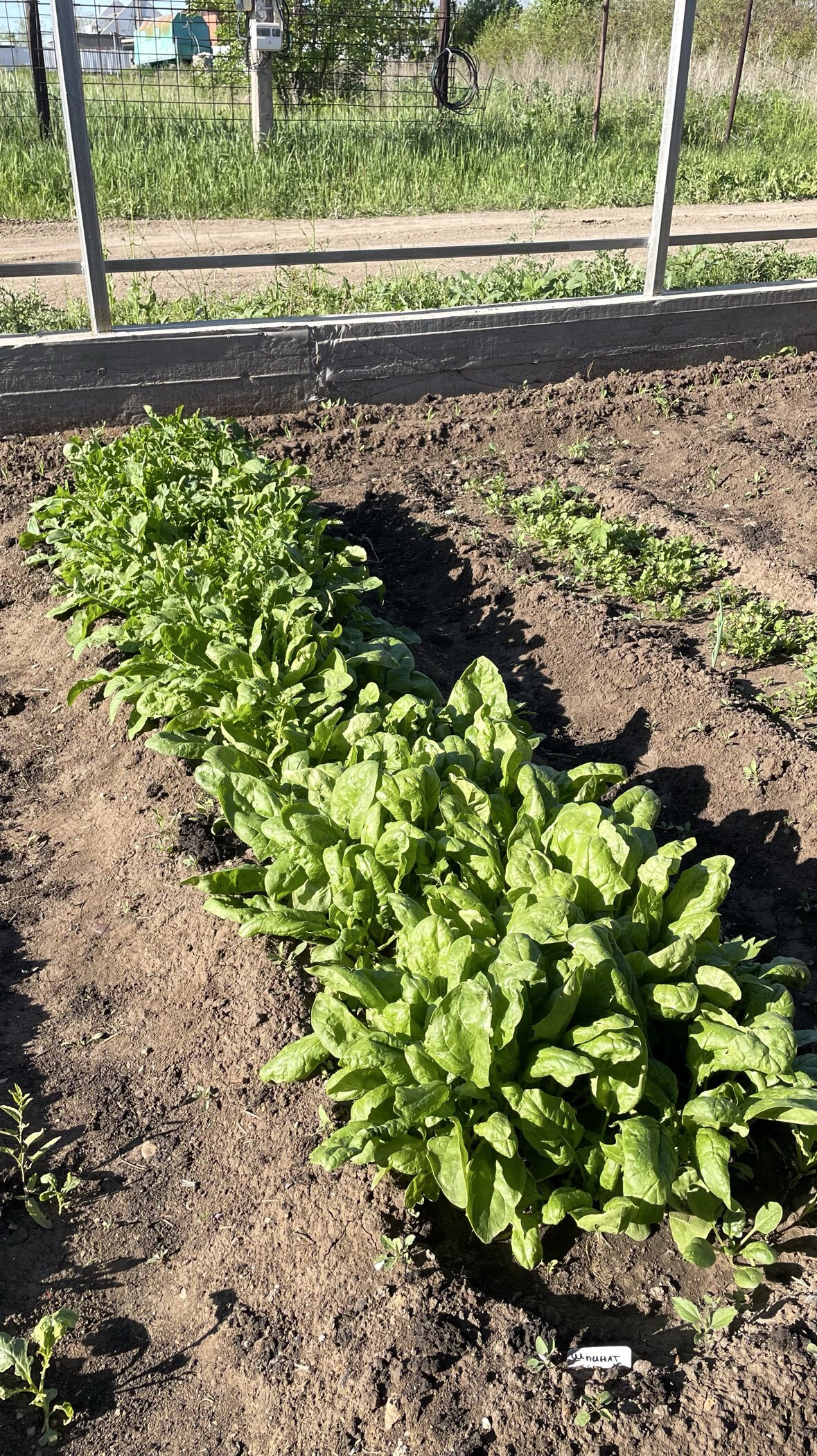 Фотография покупателя товара Семена Шпинат "Крепыш", б/п, 1,0 г - Фото 1