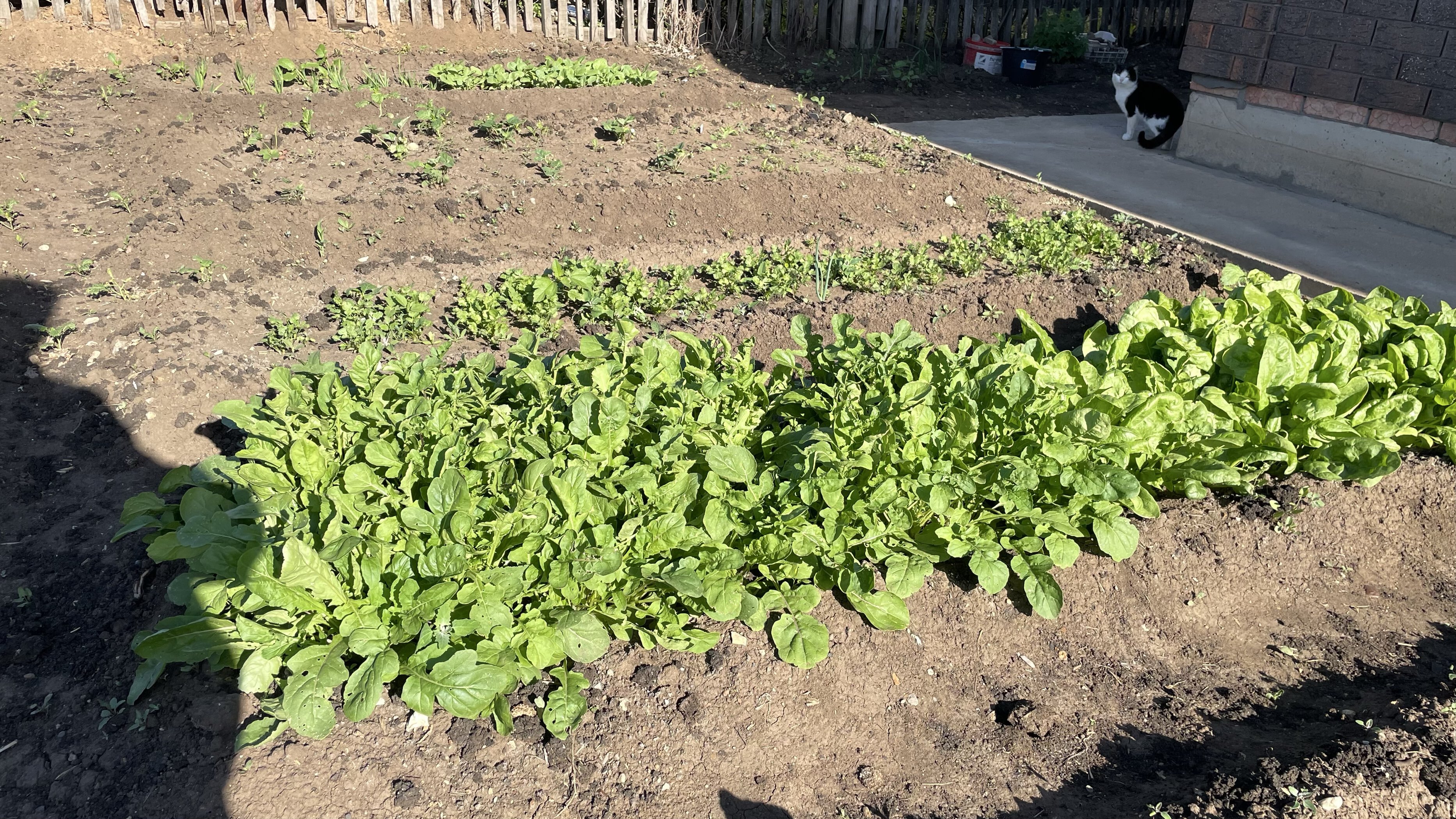 Фотография покупателя товара Семена Шпинат "Крепыш", б/п, 1,0 г - Фото 2