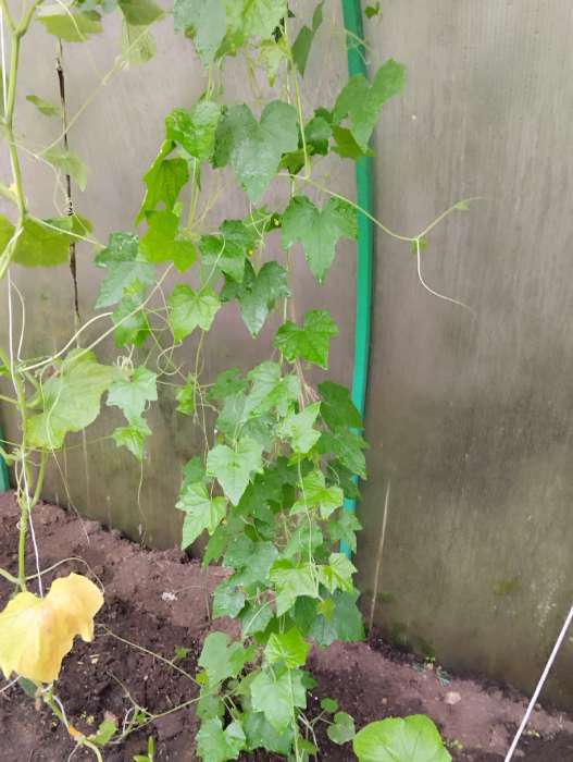 Фотография покупателя товара Семена Мелотрия «Мини-огурчик», 20 шт., «Русский огород» - Фото 1