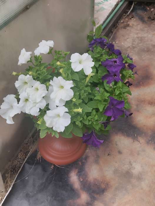 Фотография покупателя товара Семена цветов Петуния грандифлора "Аладдин Белая", 30 шт. - Фото 2