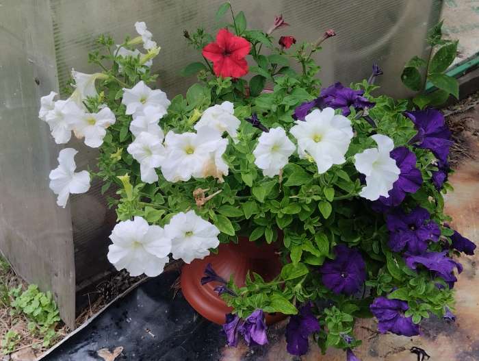 Фотография покупателя товара Семена цветов Петуния грандифлора "Аладдин Белая", 30 шт. - Фото 3