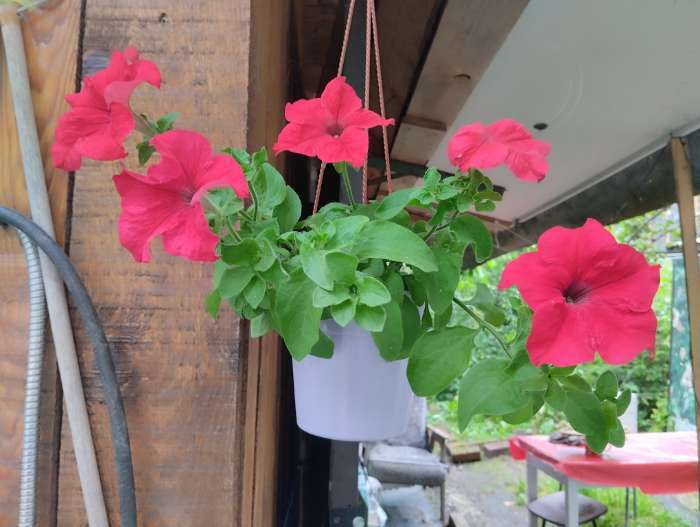 Фотография покупателя товара Семена цветов Петуния грандифлора "Аладдин Красная", 30 шт. - Фото 1