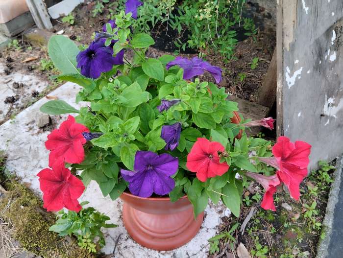 Фотография покупателя товара Семена цветов Петуния грандифлора "Аладдин Красная", 30 шт. - Фото 2