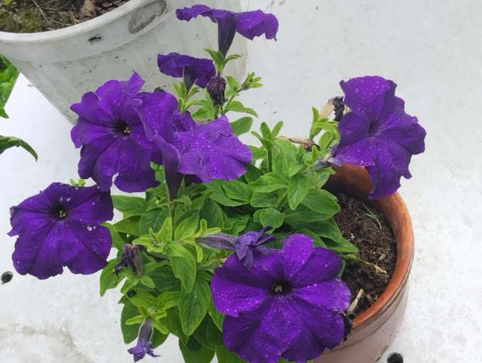 Фотография покупателя товара Семена цветов Петуния грандифлора "Аладдин Синяя", 30 шт. - Фото 4