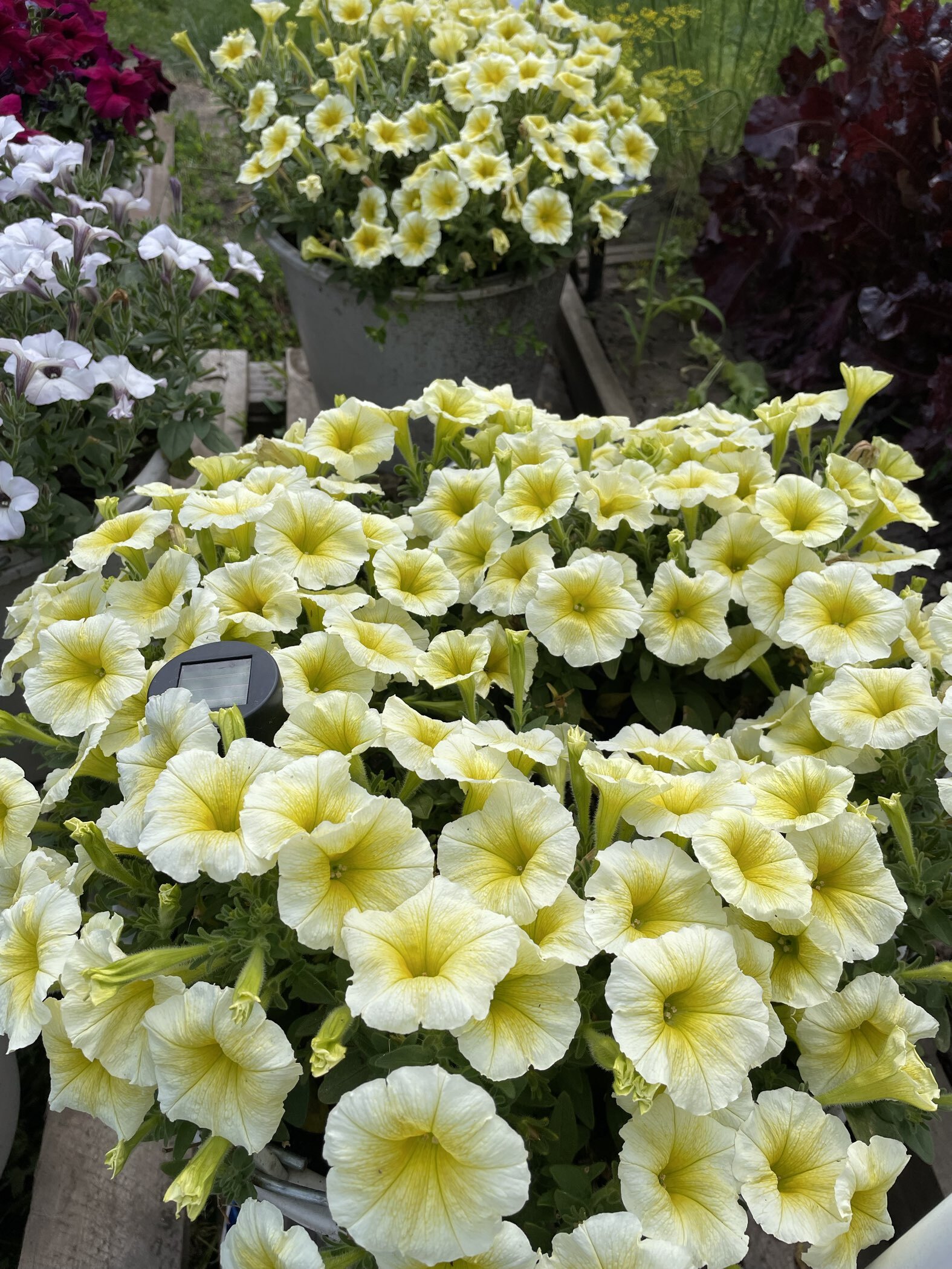 Фотография покупателя товара Семена цветов Петуния "Е3 Изи Вейв Еллоу F1", 5 шт - Фото 2