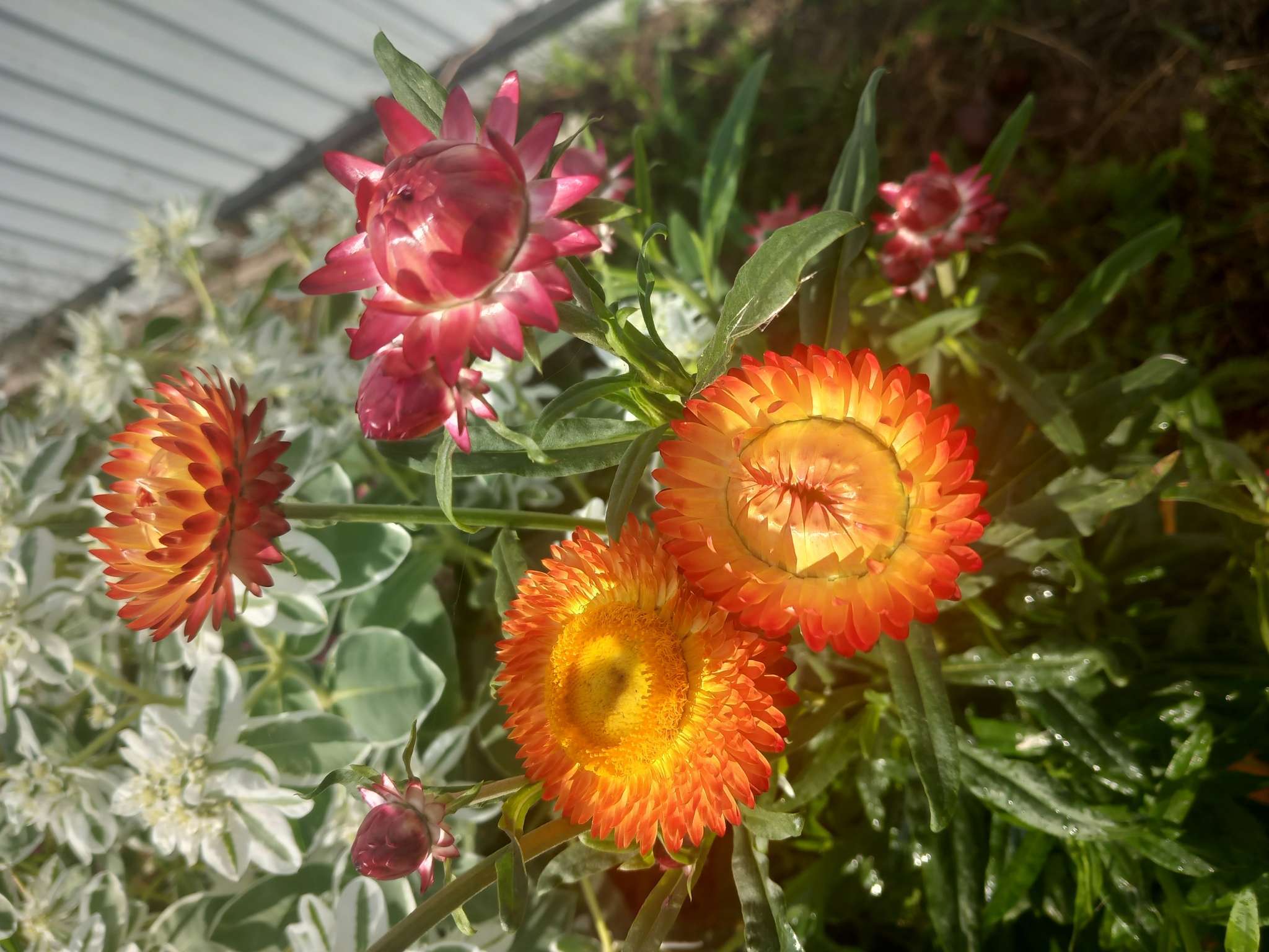 Фотография покупателя товара Семена  цветов Гелихризум "Зимний букет", смесь окрасок, О, 0,3 г - Фото 6