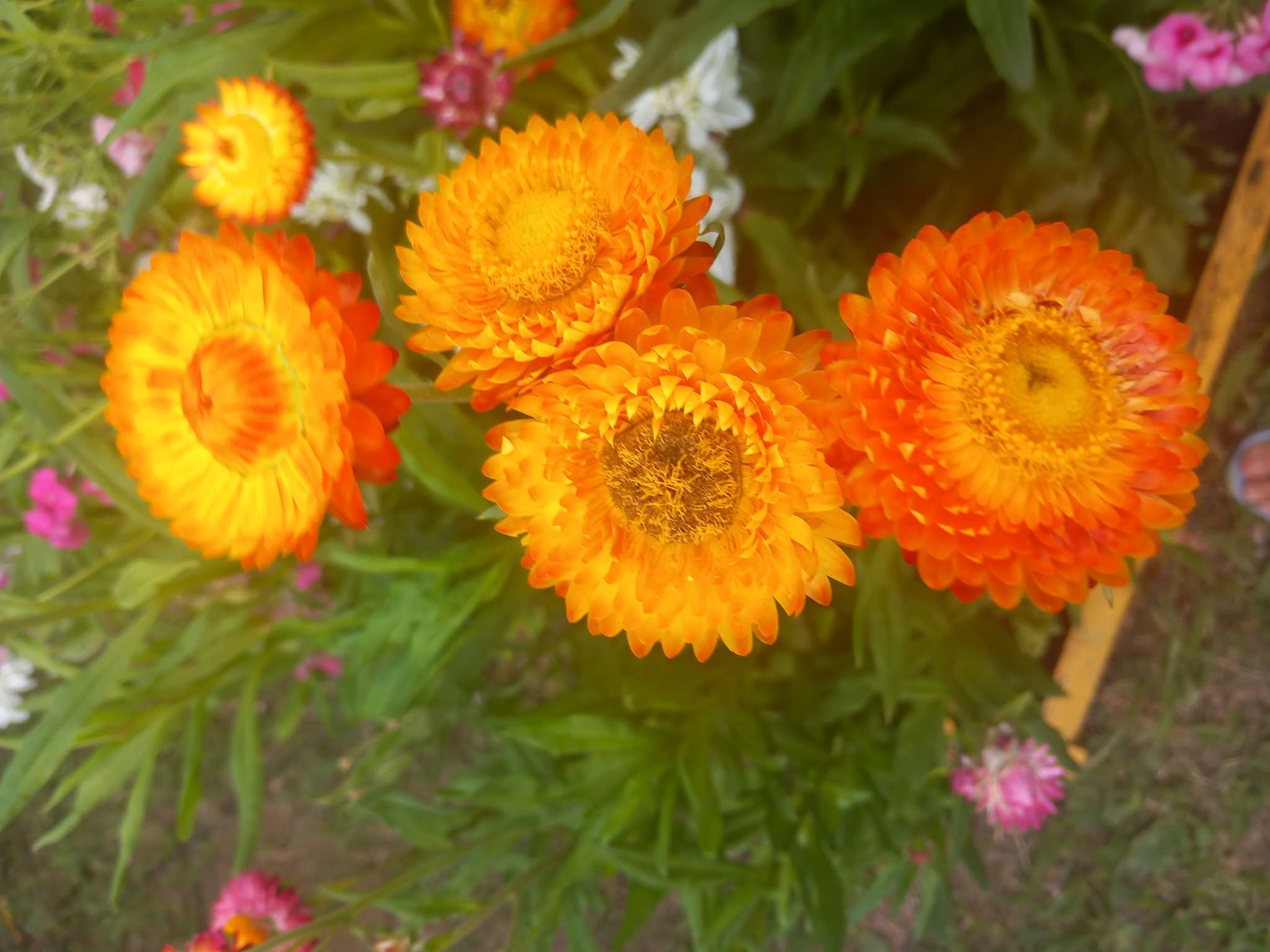 Фотография покупателя товара Семена  цветов Гелихризум "Зимний букет", смесь окрасок, О, 0,3 г - Фото 7