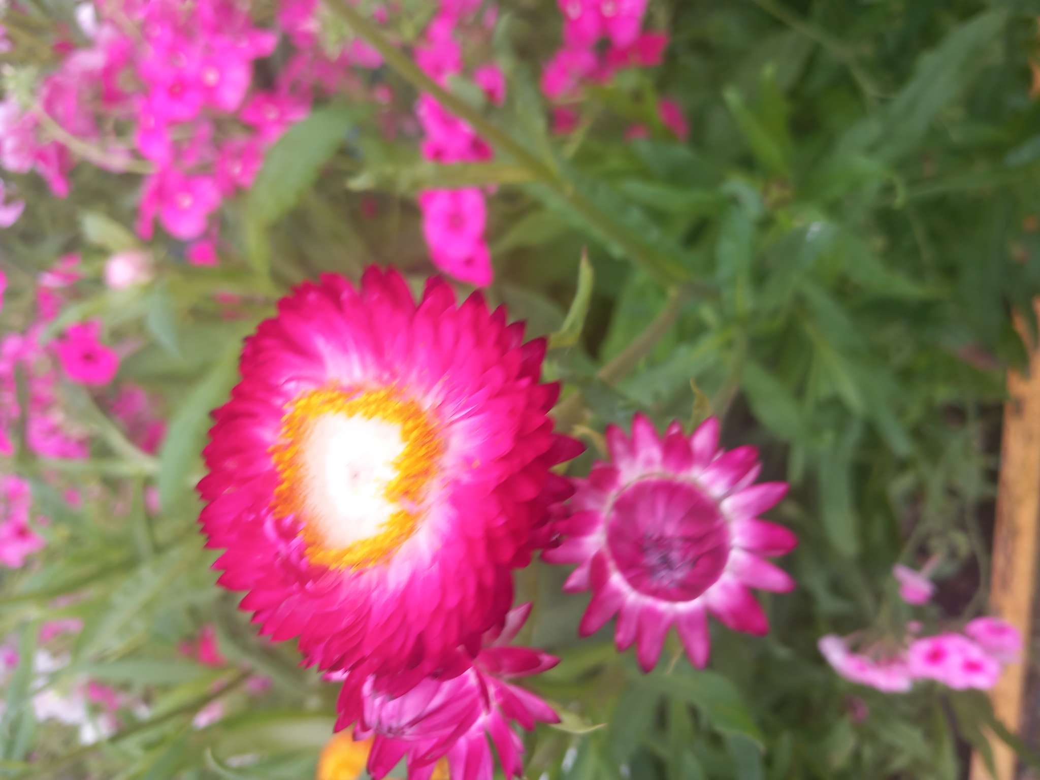 Фотография покупателя товара Семена  цветов Гелихризум "Зимний букет", смесь окрасок, О, 0,3 г - Фото 5