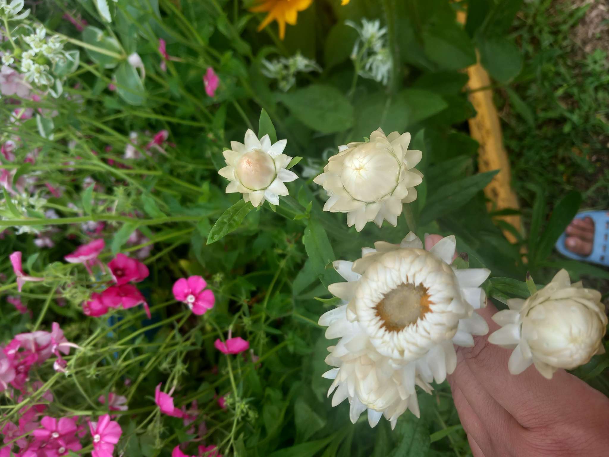 Фотография покупателя товара Семена  цветов Гелихризум "Зимний букет", смесь окрасок, О, 0,3 г - Фото 4