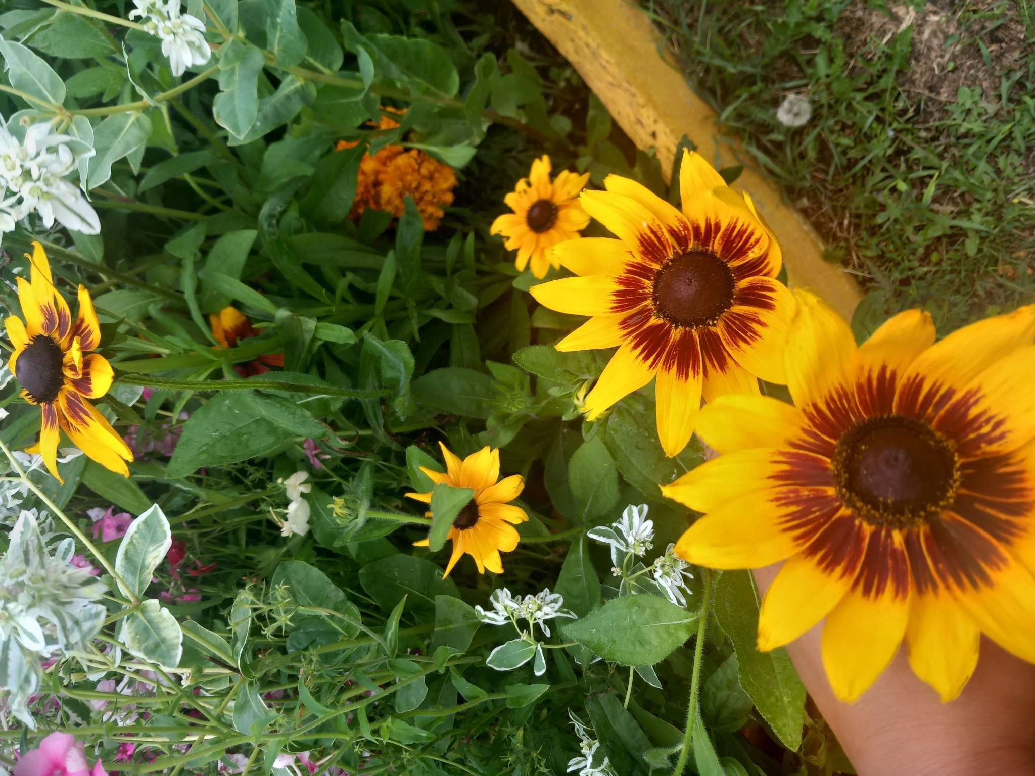 Фотография покупателя товара Семена цветов Рудбекия "Осенние цветы", 0,1 г - Фото 1