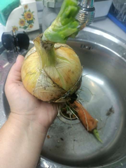 Фотография покупателя товара Семена Лук репчатый (Голландия) "Эксибишен", ц/п,   0,2 г - Фото 1