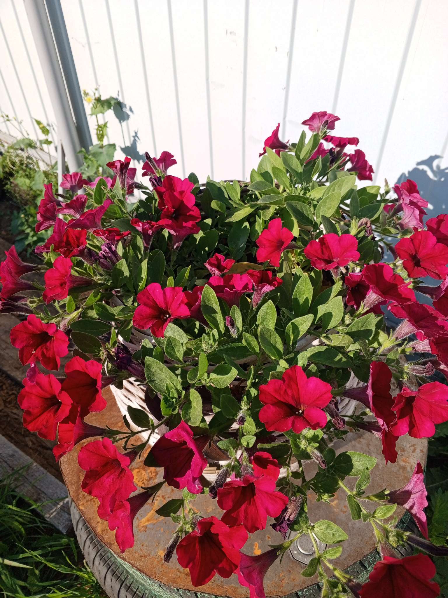 Фотография покупателя товара Семена цветов Петуния "Изи Вейв Бургунди Велюр", F1, 5 шт - Фото 1