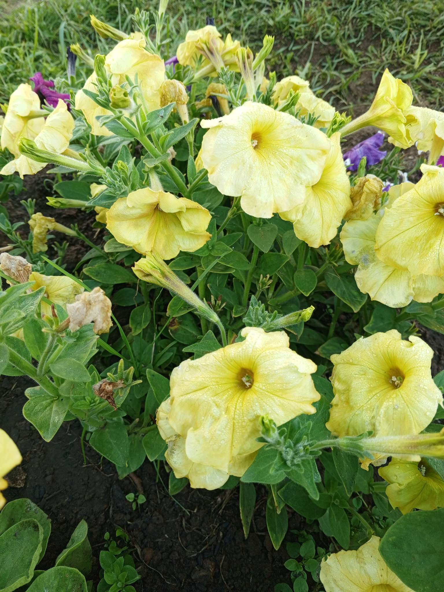 Фотография покупателя товара Семена цветов Петуния "Глаз тигра", F1, 10 шт - Фото 1