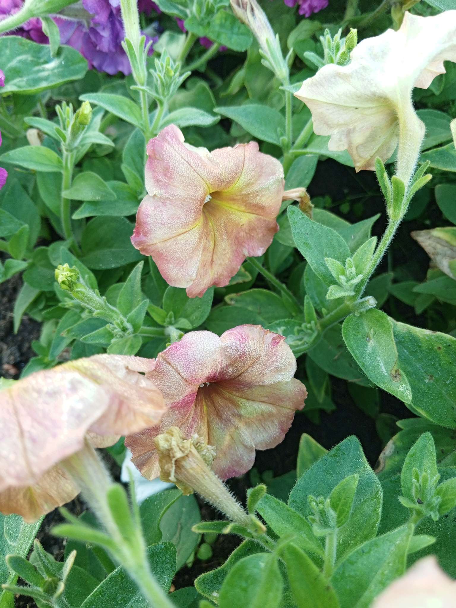 Фотография покупателя товара Семена цветов Петуния "Глаз тигра", F1, 10 шт - Фото 2