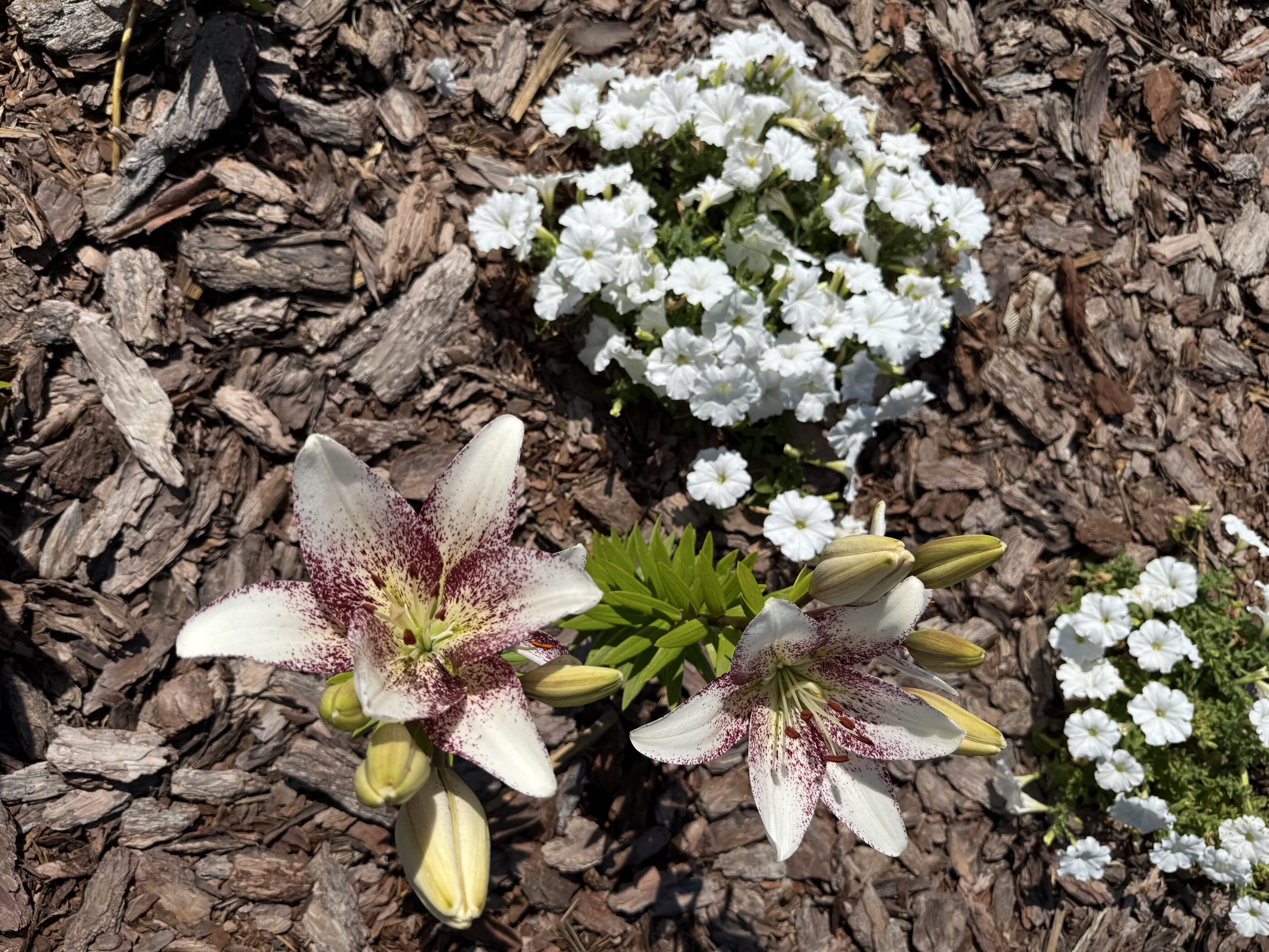 Фотография покупателя товара Семена цветов Петуния "Изи вейв" белая F1, ц/п,  4 шт - Фото 1