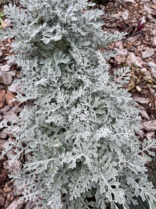 Фотография покупателя товара Семена цветов Цинерария приморская "Серебряная пыль", ц/п, 0,05 г - Фото 1