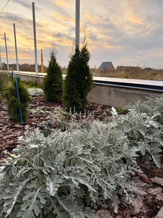 Фотография покупателя товара Семена цветов Цинерария приморская "Серебряная пыль", ц/п, 0,05 г - Фото 2