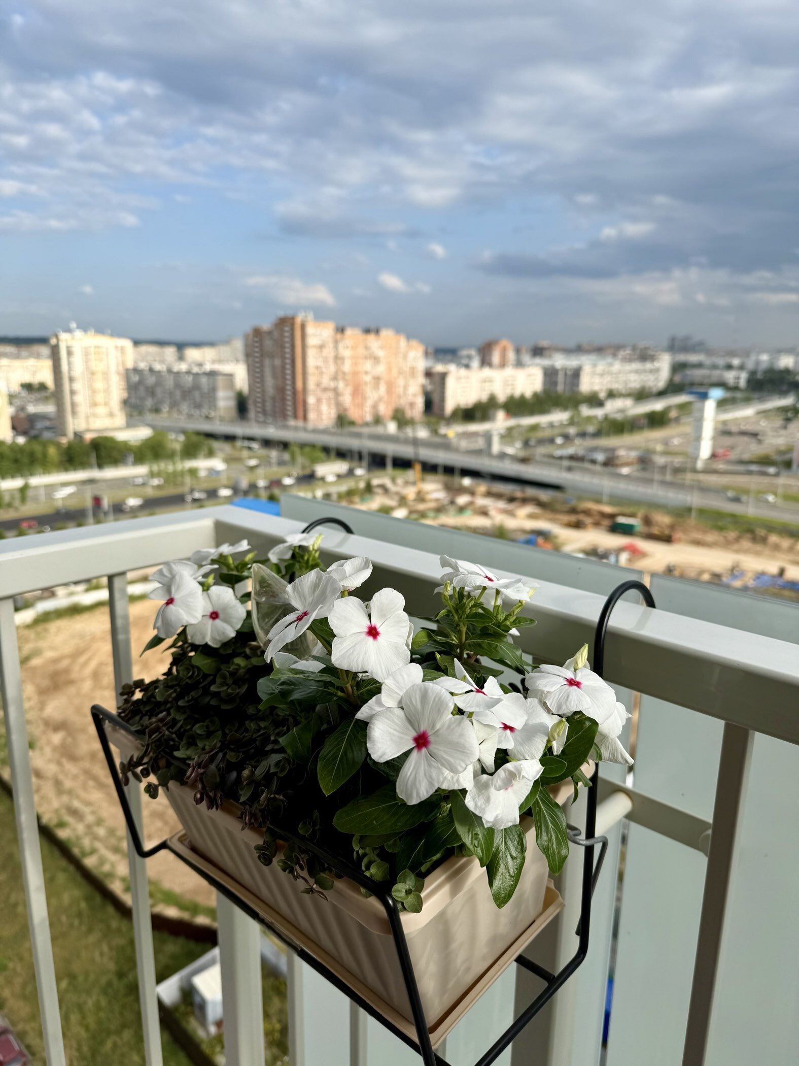 Фотография покупателя товара Семена цветов Катарантус Пацифика  "Полька Дот" 10 шт - Фото 1