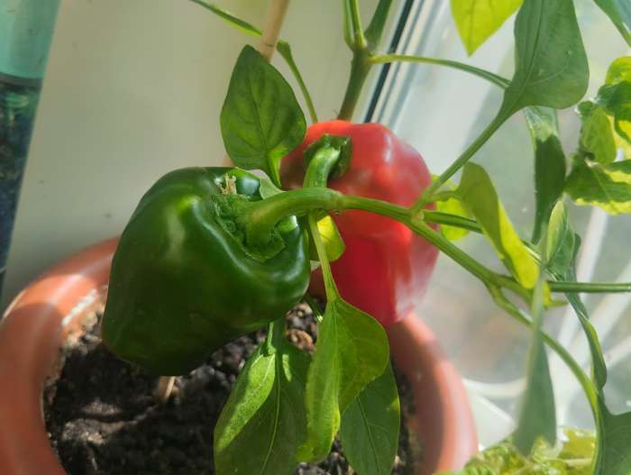 Фотография покупателя товара Семена Перец сладкий "Кузя", 5 шт - Фото 12