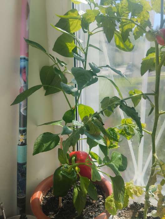 Фотография покупателя товара Семена Перец сладкий "Кузя", 5 шт - Фото 11