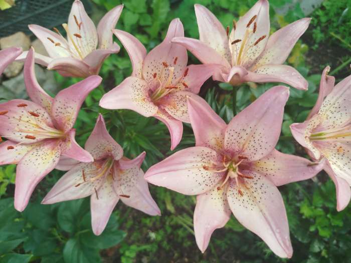 Фотография покупателя товара Лилия Махровая Fata Morgana, луковица в пакете с перфорацией, р-р 12/14, 2 шт. - Фото 49