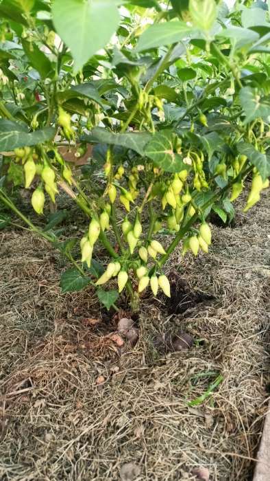 Фотография покупателя товара Семена Перец китайский слабоострый "Бикиньо красный", Шкала Сковилла, 7 шт - Фото 1