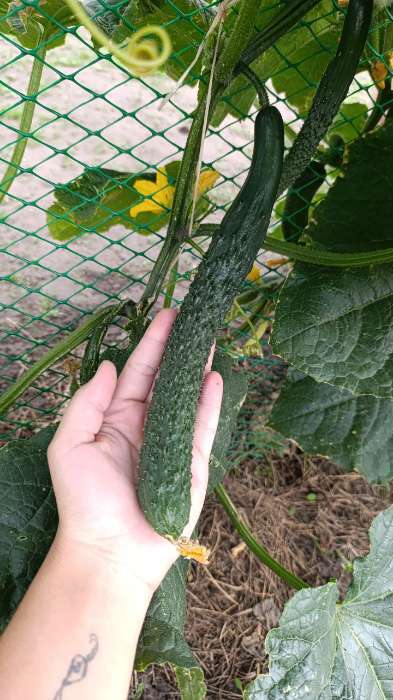 Фотография покупателя товара Семена Огурец  "Изумрудный поток "F1 0.2 г - Фото 1