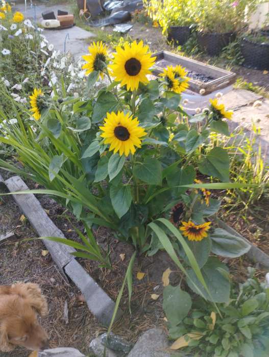 Фотография покупателя товара Семена цветов Подсолнечник низкорослый "Бамбино", микс, 0,5 г - Фото 2