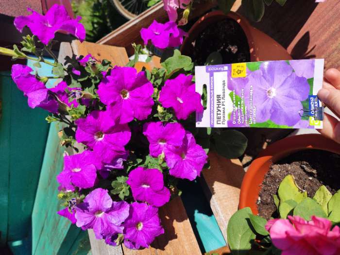 Фотография покупателя товара Семена цветов Петуния "Призма", лаванда, F1, Сем. Алт, ц/п, 10 шт - Фото 1