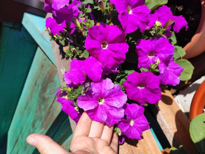 Фотография покупателя товара Семена цветов Петуния "Призма", лаванда, F1, Сем. Алт, ц/п, 10 шт - Фото 2