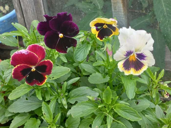 Фотография покупателя товара Семена цветов Виола "Русская красавица", 0,1 г - Фото 5