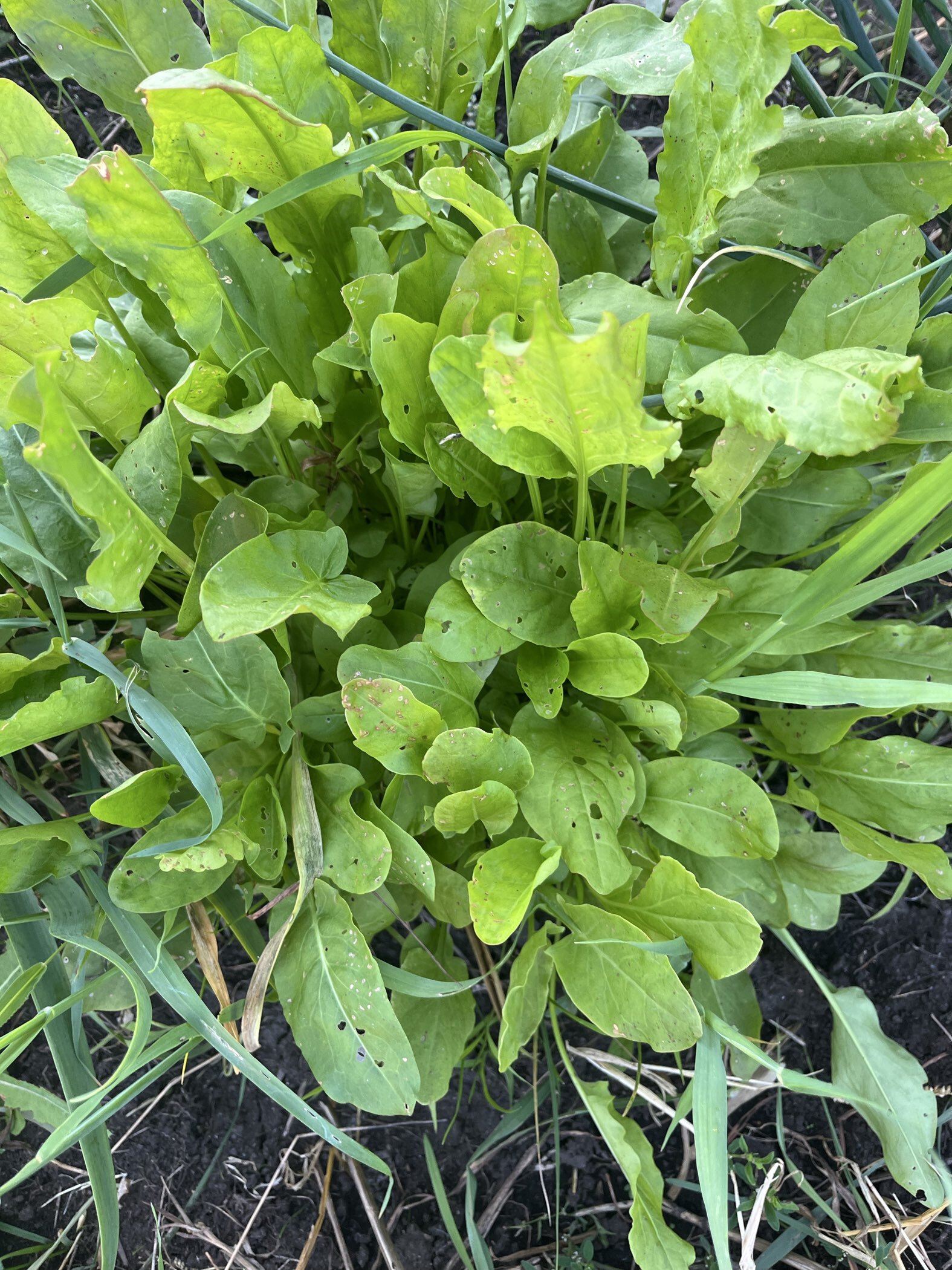 Фотография покупателя товара Семена щавель «Красавчик», 0.25 г - Фото 1