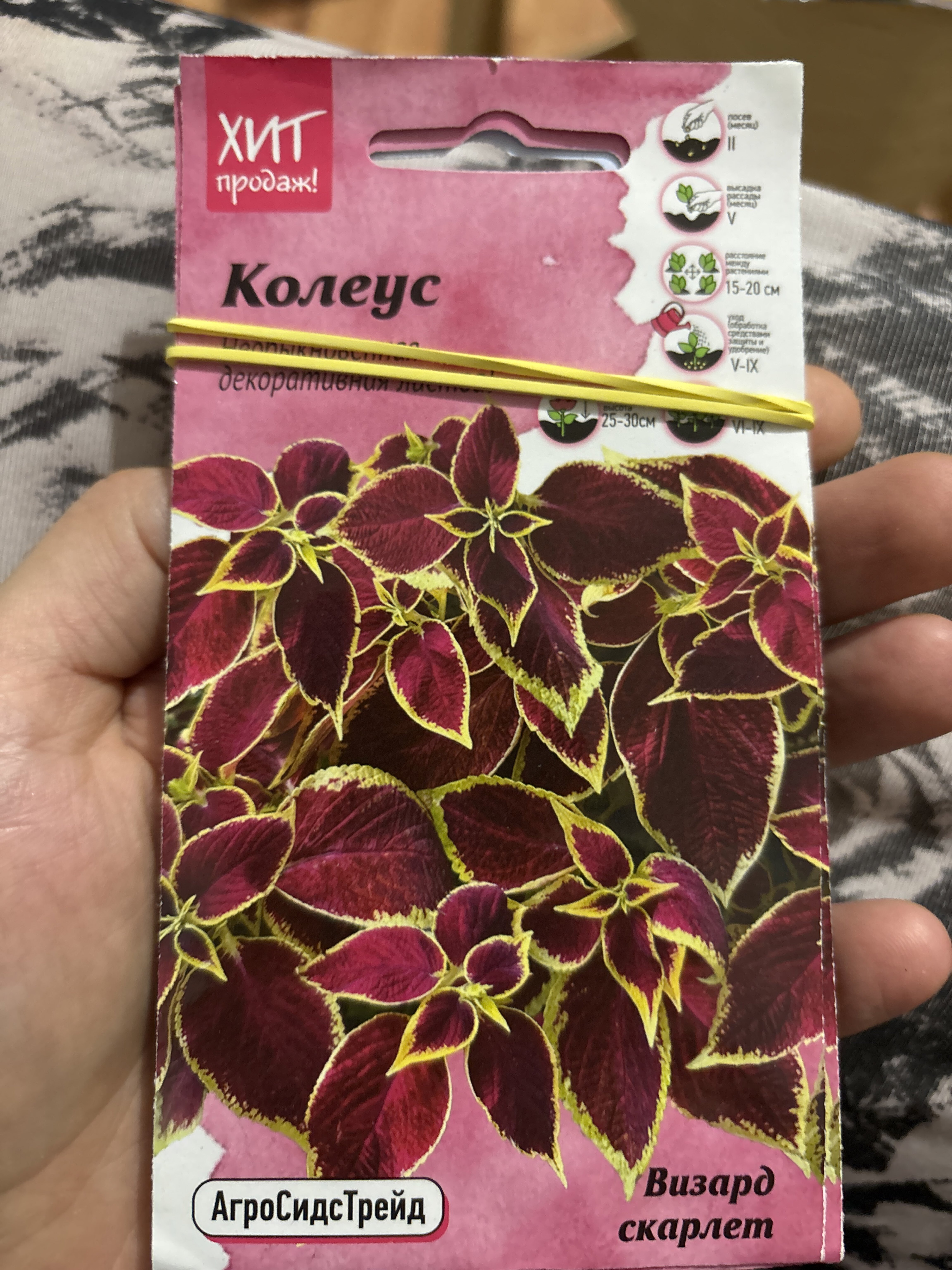 Фотография покупателя товара Семена Цветов Колеус "Визард", 10 шт - Фото 1